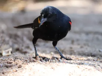Red Wing BlackBird
