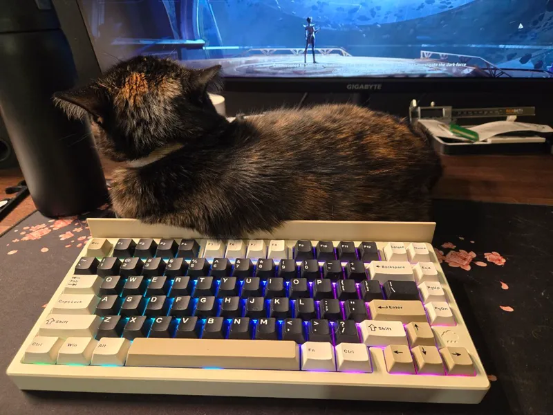 Keyboard Cat Protector