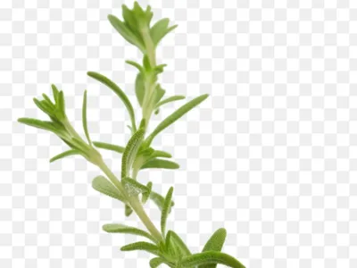 Thyme