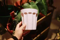 17cm
