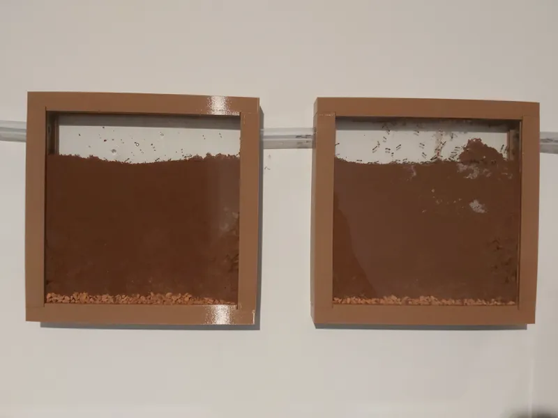 ColonyForge Formicarium