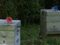 piège frelon PLA