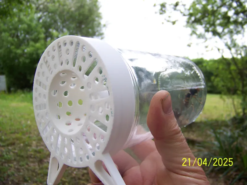 Asian hornet trap - free bees