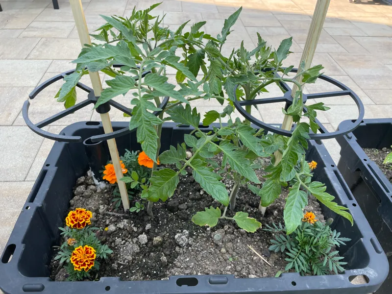 Modular Tomato Trellis System