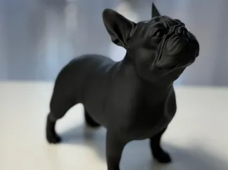 French Bulldog