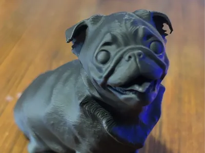 pug carlino