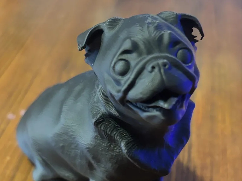 pug carlino