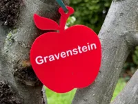 Gravenstein