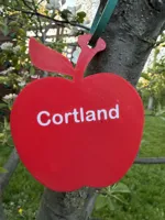 Cortland