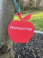 Honeycrisp