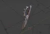 [DLC] official model
