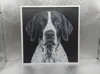 English Pointer_168x170_A1 Mini