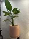 150 %0.2mm layer, 2 walls, 5% infill