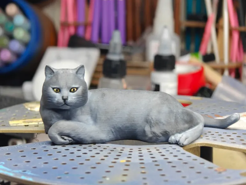 Gatto domestico