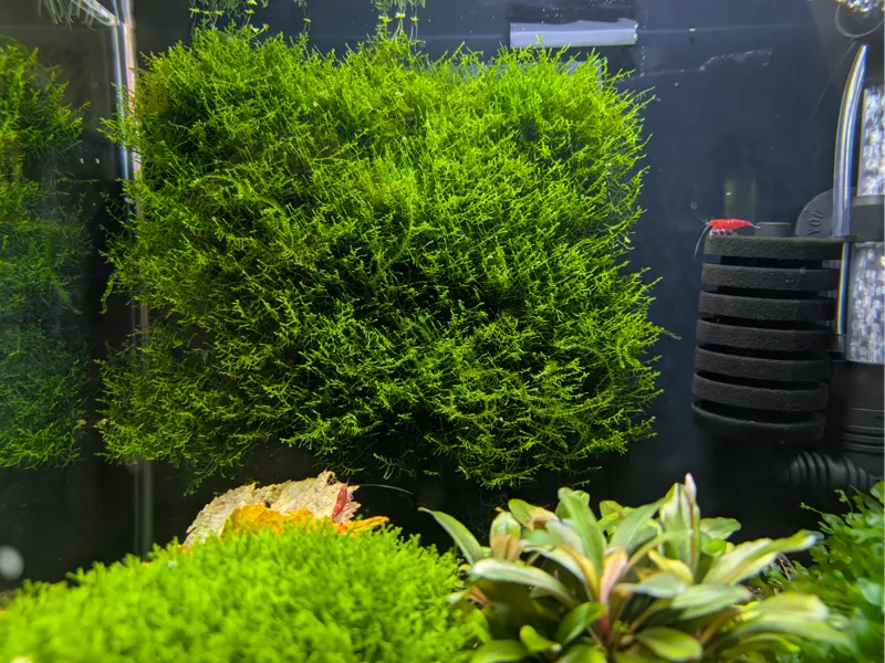 Mooshalter Aquarium