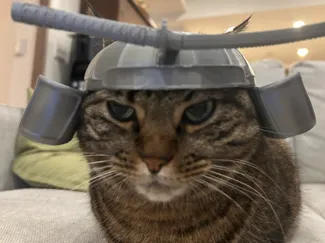 Cat Kabuto
