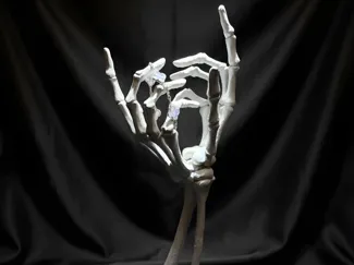 Dual Skeleton Hand Jewelry Holder