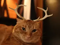 Bois de cerf sur bandeau — photo 3