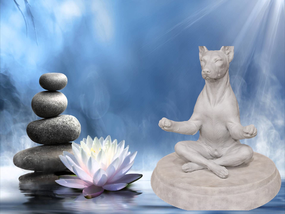 Zen Dog - Doberman