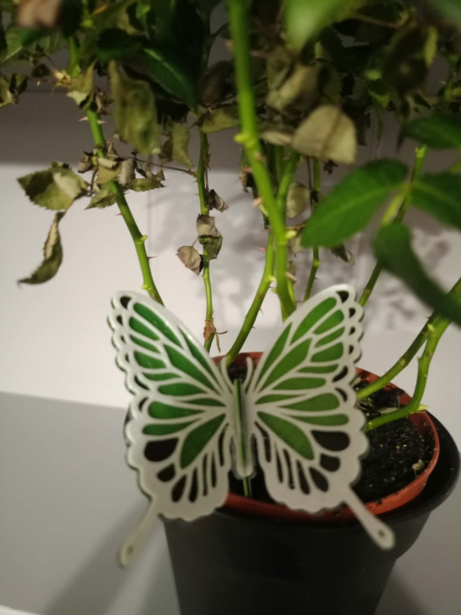 Miniatura 2 do modelo 3D Customizable Butterfly
