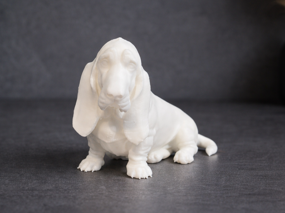 Dog - Basset hound - Animal 