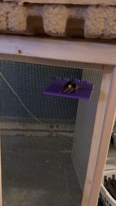 shelf for 1/4 inch steel cloth for mice