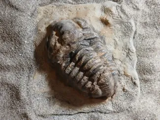 Fossile Trilobite