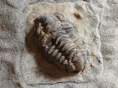 Fossile Trilobite