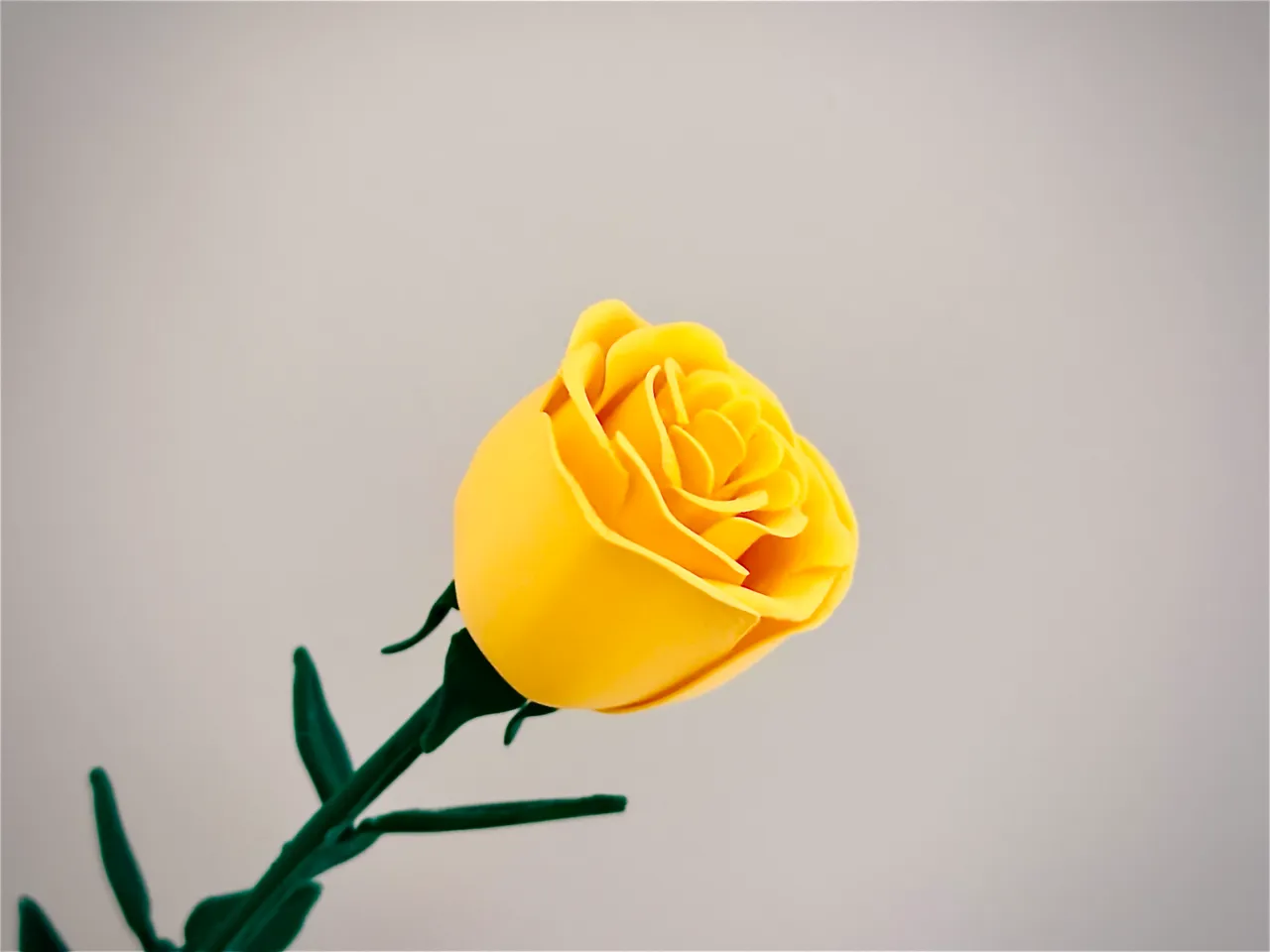 Rose flower view 2