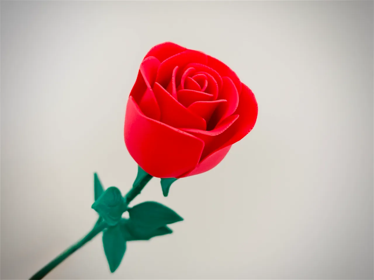 Rose flower view 3