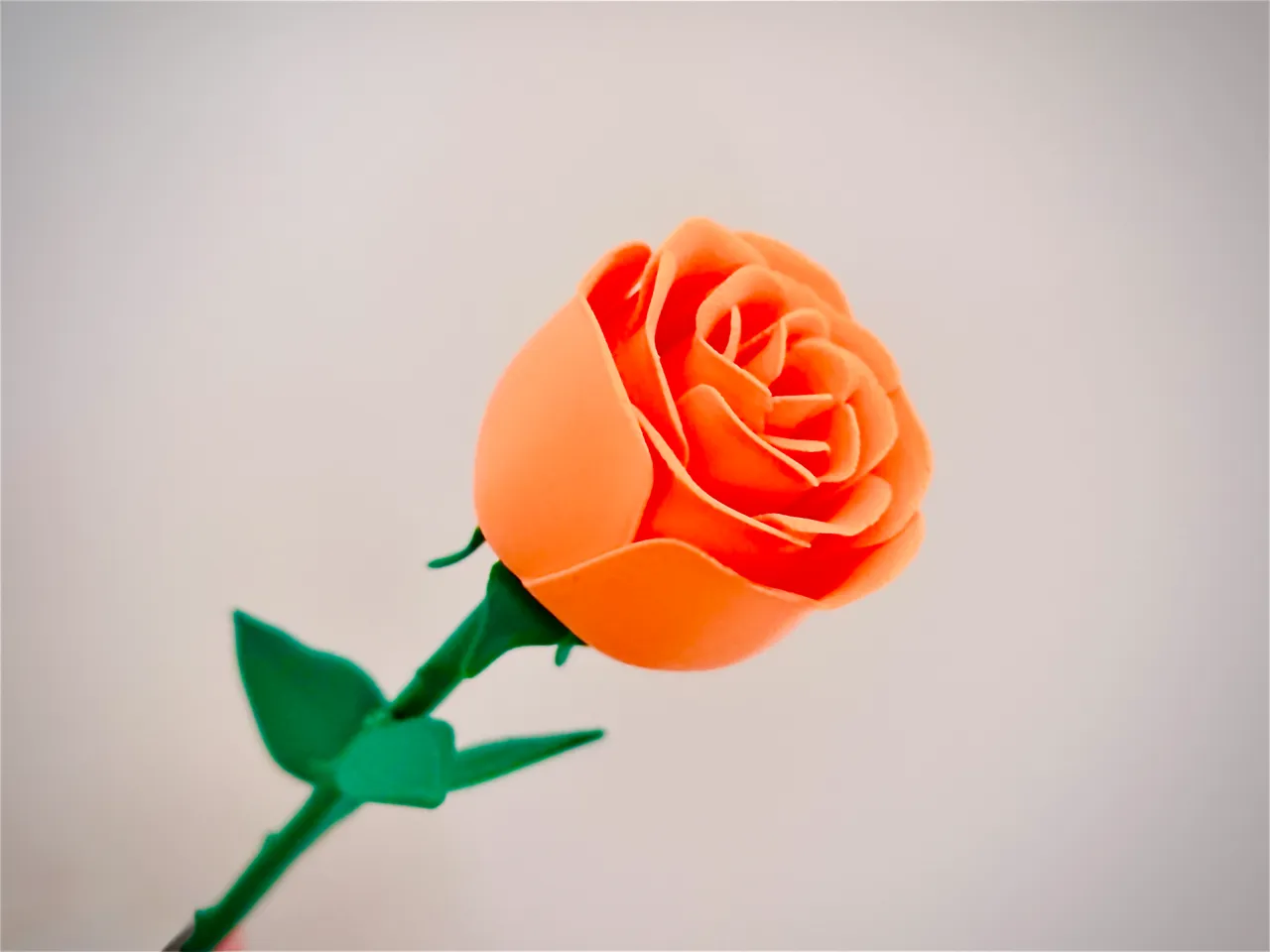 Rose flower view 4