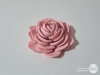 Succulents: Echeveria Lotus