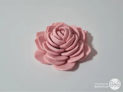 Succulents: Echeveria Lotus
