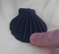 Coquillage patte de lion avec trou de lanière — photo 3