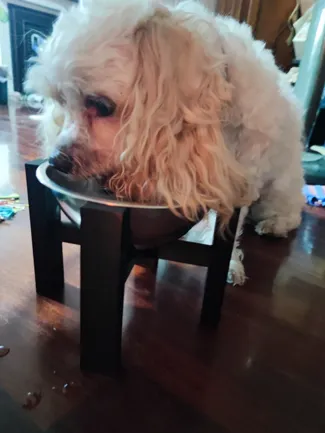 Pet bowl holder