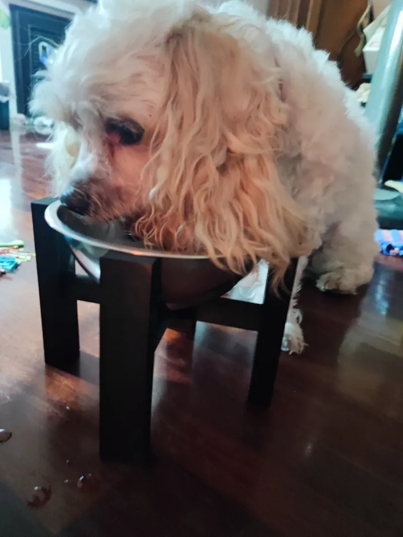 Pet bowl holder