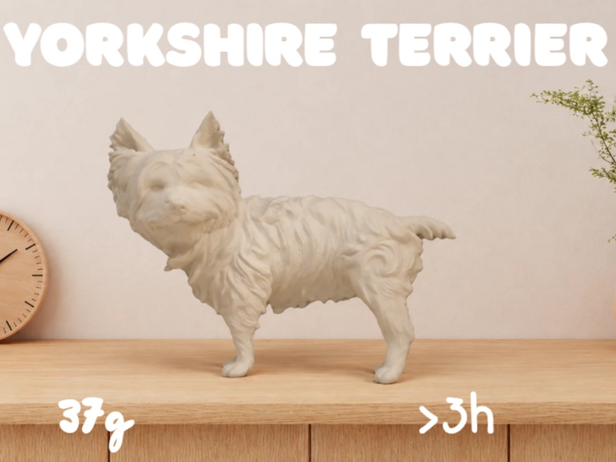 Yorkshire Terrier 