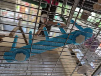 小鸟楼梯站杆