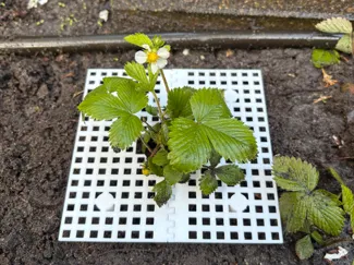 Strawberry support frame