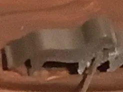 Labrador 