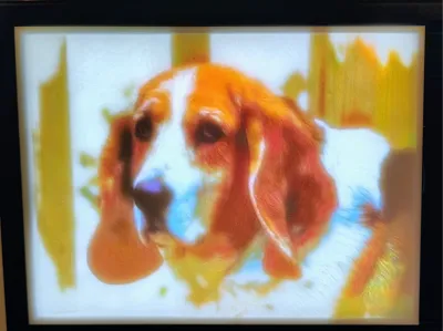 Scout - Basset Hound