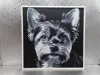 Biewer Yorkshire Terrier_170x170_A1 Mini