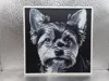 Biewer Yorkshire Terrier_170x170_P1S