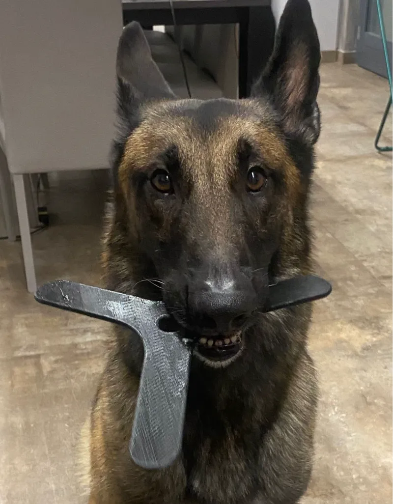 Boomerang Dog