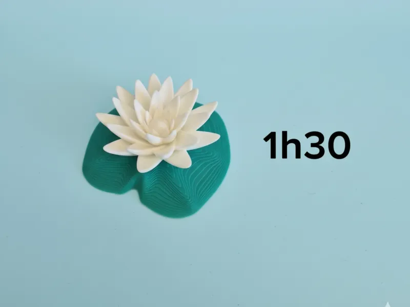 Waterlily