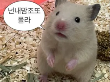 cute golden hamster(suprised, 놀란 골든햄스터)