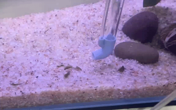 鱼缸吸便器