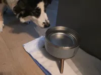 Raised dog/pet water dish bowl