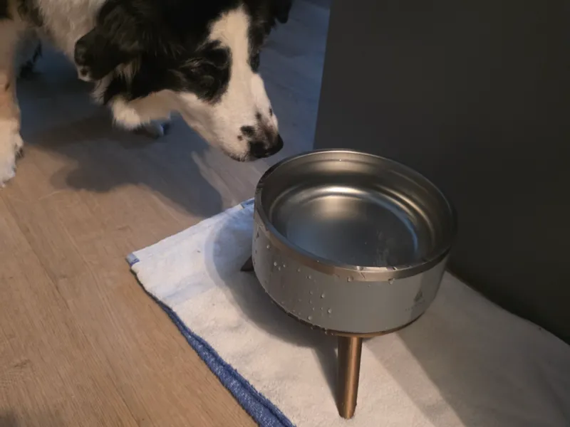 Dog water food dish stand.  cat dog pets dish bowl