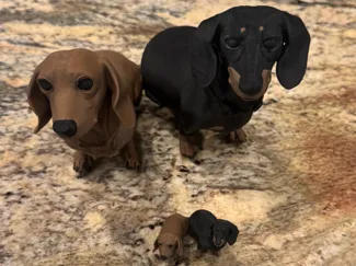 Dachshund fully colored red and black